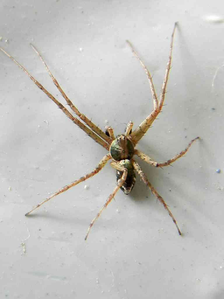 Philodromus sp.  - Lido di Venezia